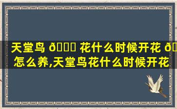 天堂鸟 💐 花什么时候开花 💮 怎么养,天堂鸟花什么时候开花怎么养